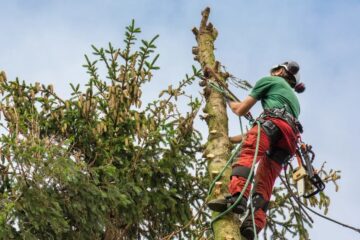 Funi Albero formazione